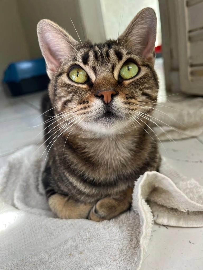 Kinder, gata de porte pequeno para adoção em Belo Horizonte - MG
