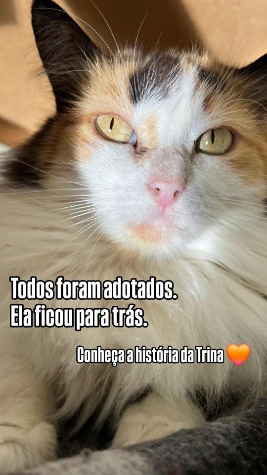 Trina, gata de porte médio para adoção em Belo Horizonte - MG