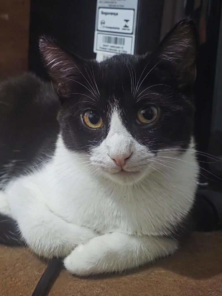 George, gato de porte pequeno para adoção em Belo Horizonte - MG
