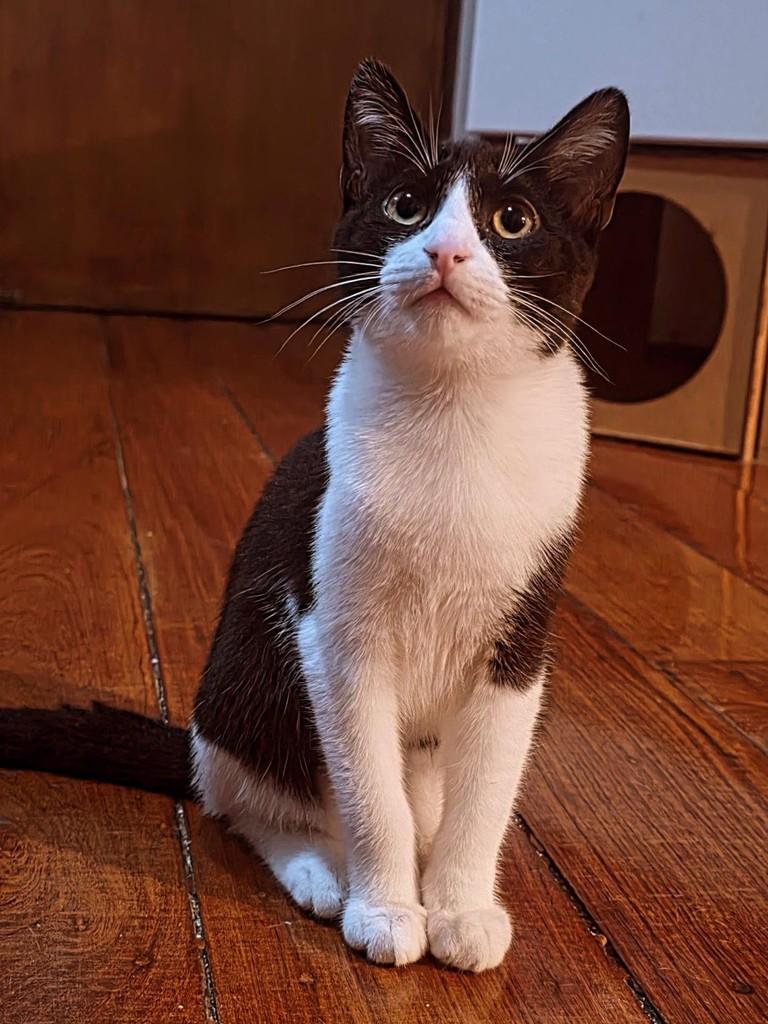 George, gato de porte pequeno para adoção em Belo Horizonte - MG — foto 2 de 7