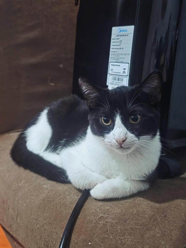 George, gato de porte pequeno para adoção em Belo Horizonte - MG — foto 3 de 7