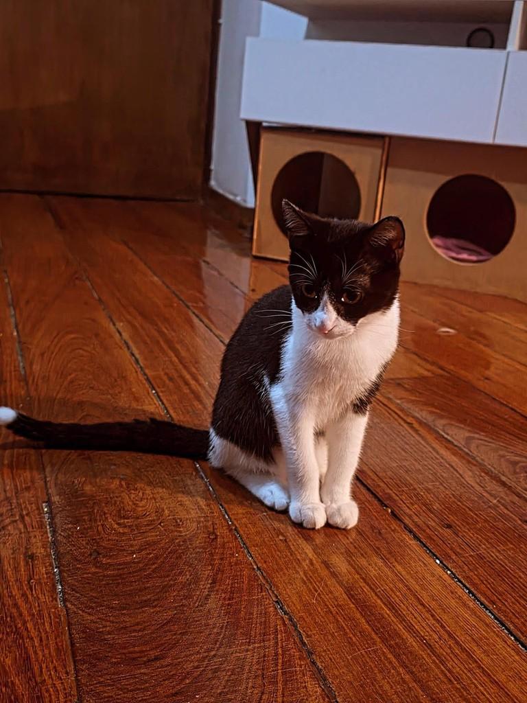 George, gato de porte pequeno para adoção em Belo Horizonte - MG — foto 4 de 7