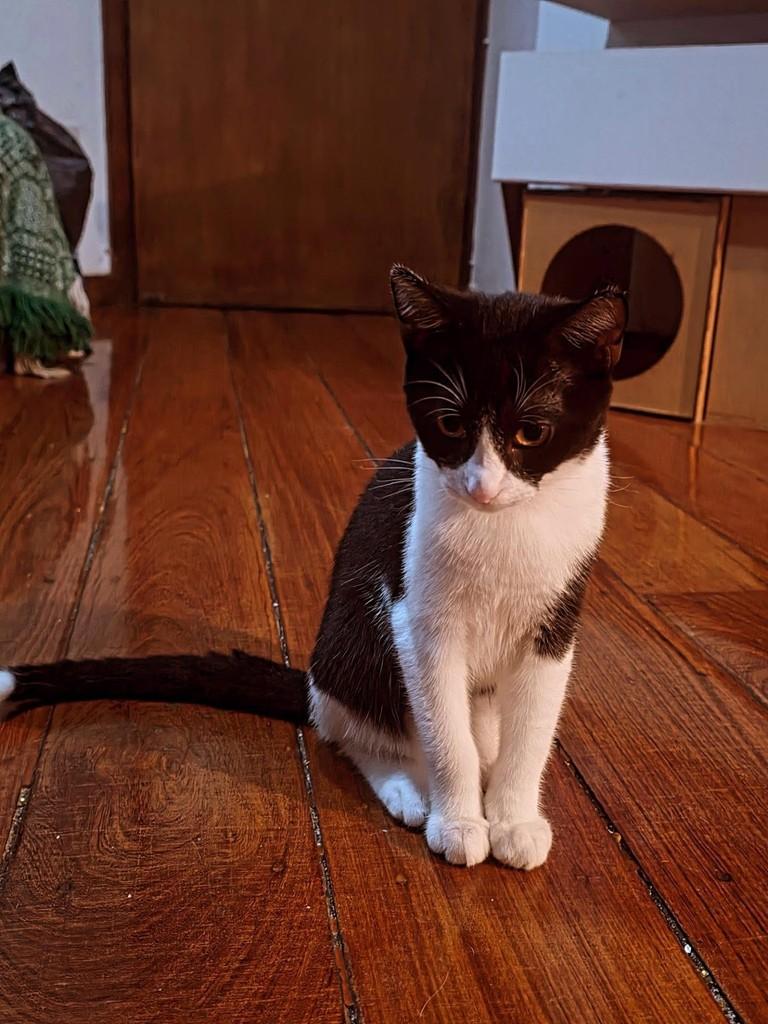 George, gato de porte pequeno para adoção em Belo Horizonte - MG — foto 5 de 7