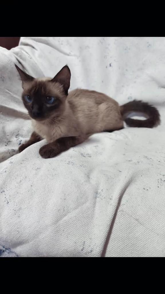 Bibi, gata de porte médio para adoção em Giruá - RS