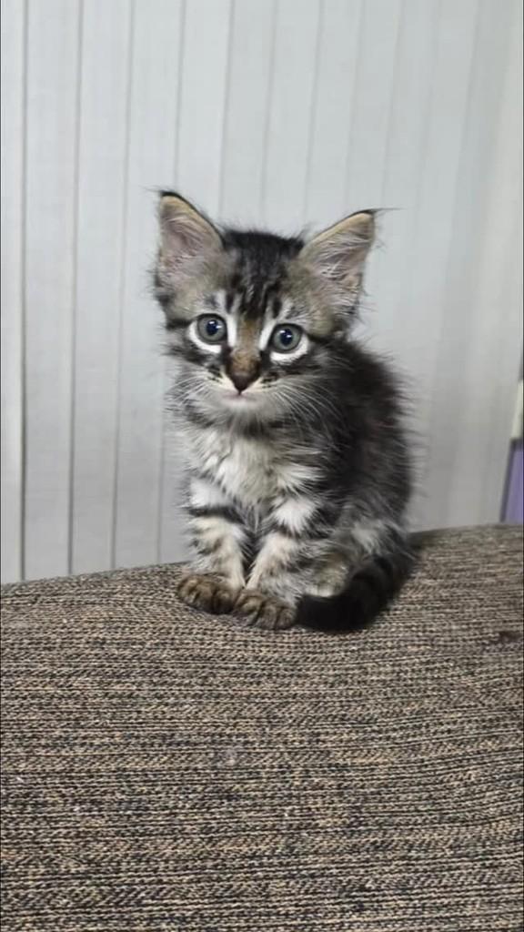 Maninho, gato de porte pequeno para adoção em Giruá - RS