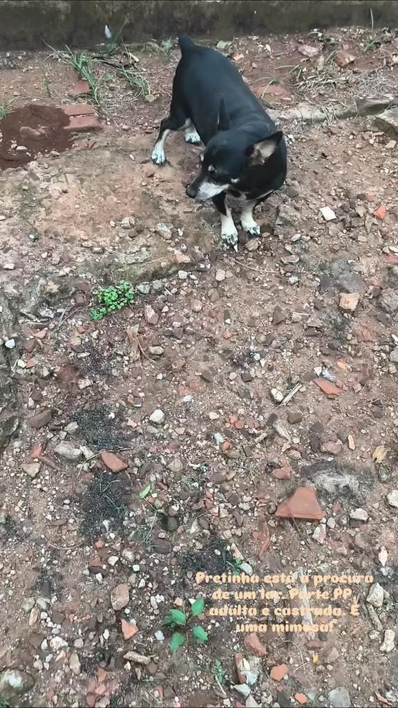 Baixinha, cachorro de porte pequeno para adoção em Giruá - RS