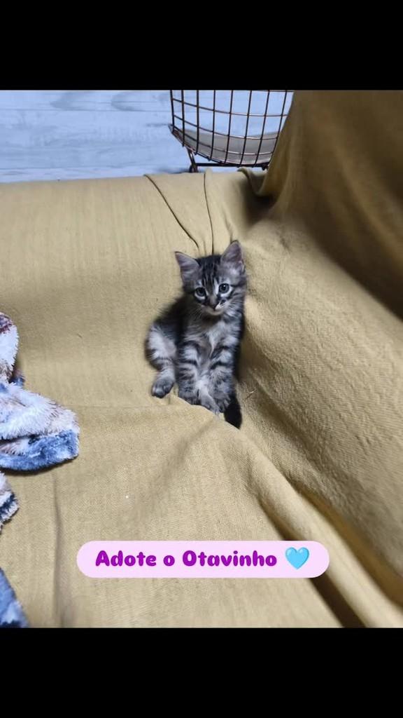 Otavinho, gato de porte pequeno para adoção em Giruá - RS