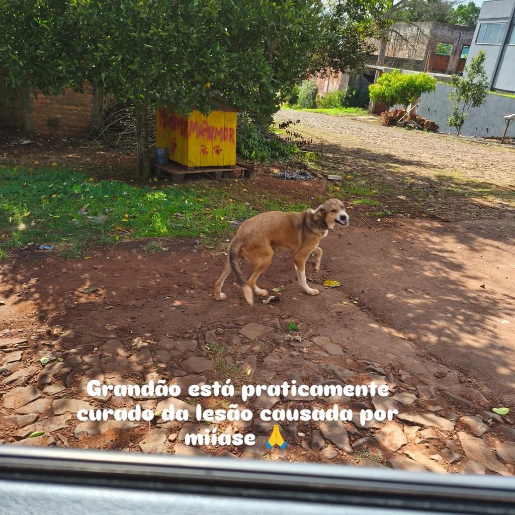 Grandão, cachorro de porte grande para adoção em Giruá - RS