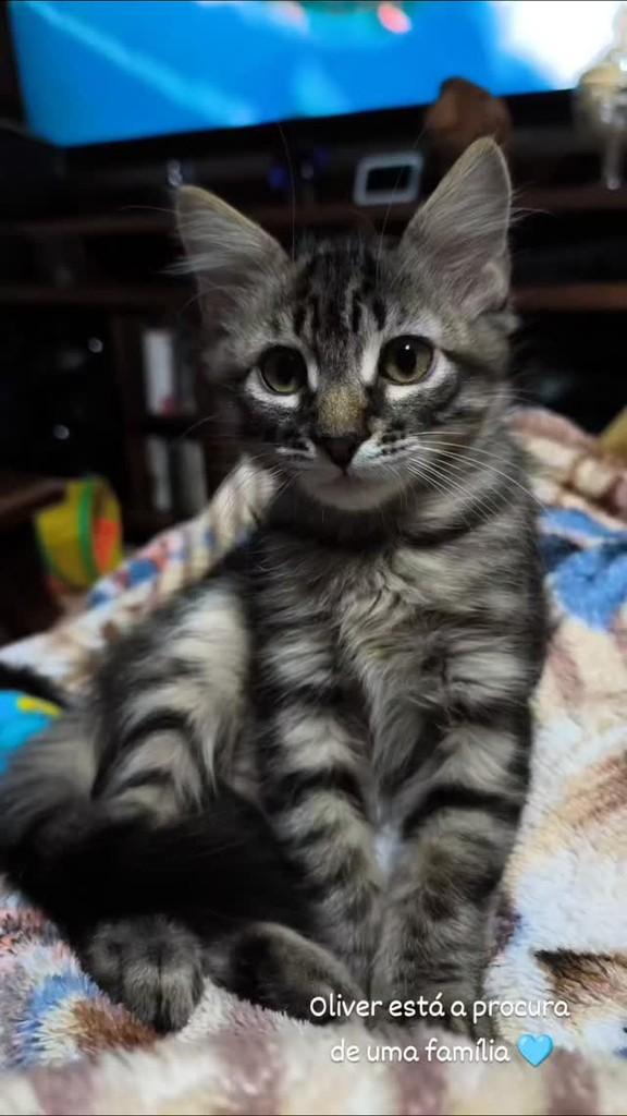 Oliver, gato de porte pequeno para adoção em Giruá - RS