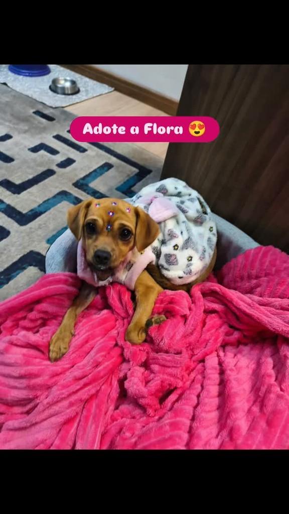 Flora, cadela de porte pequeno para adoção em Giruá - RS