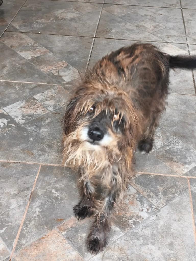 Tupã, cachorro de porte pequeno para adoção em Giruá - RS
