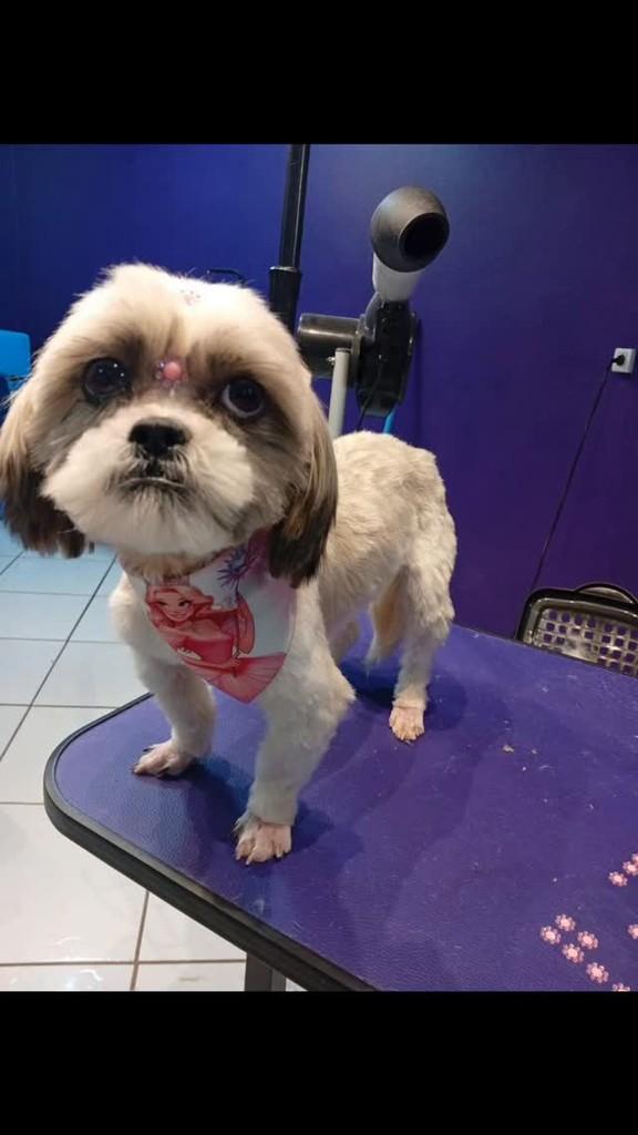 Pandora, cadela de porte grande para adoção em Giruá - RS