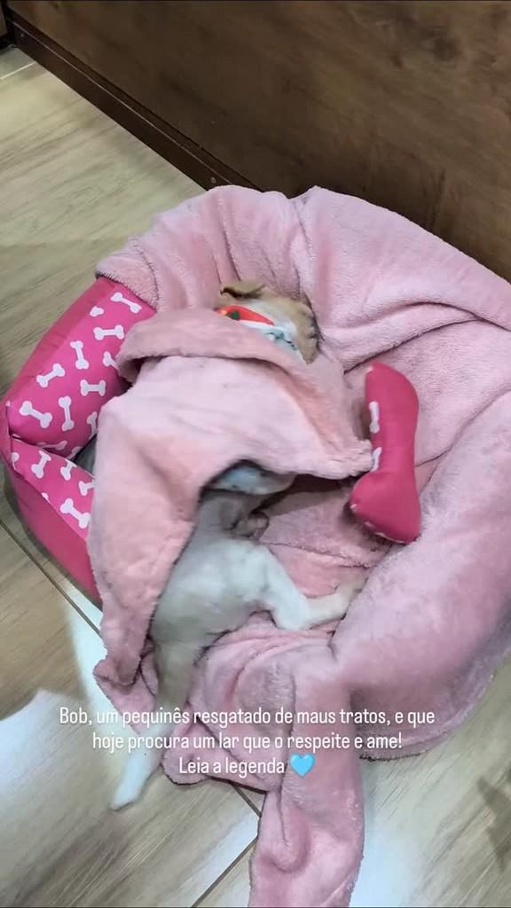 Bob, cachorro de porte pequeno para adoção em Giruá - RS