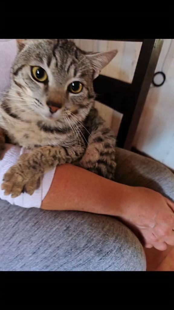 Romeu, gato de porte pequeno para adoção em Giruá - RS