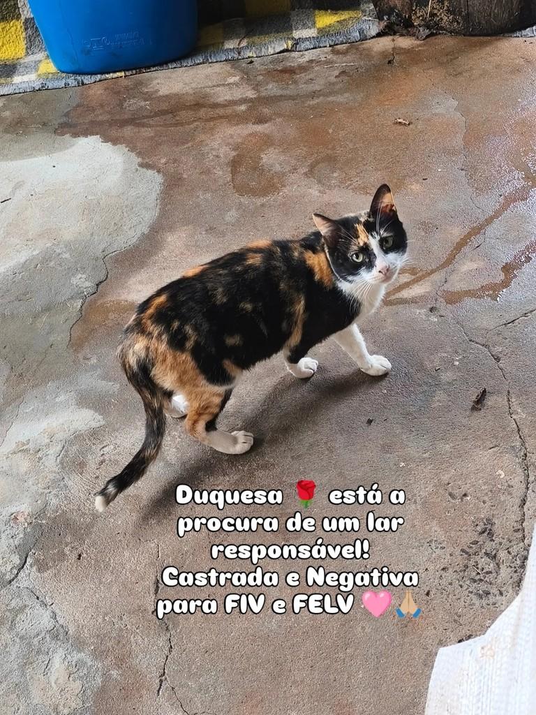 Duquesa, gata de porte médio para adoção em Giruá - RS