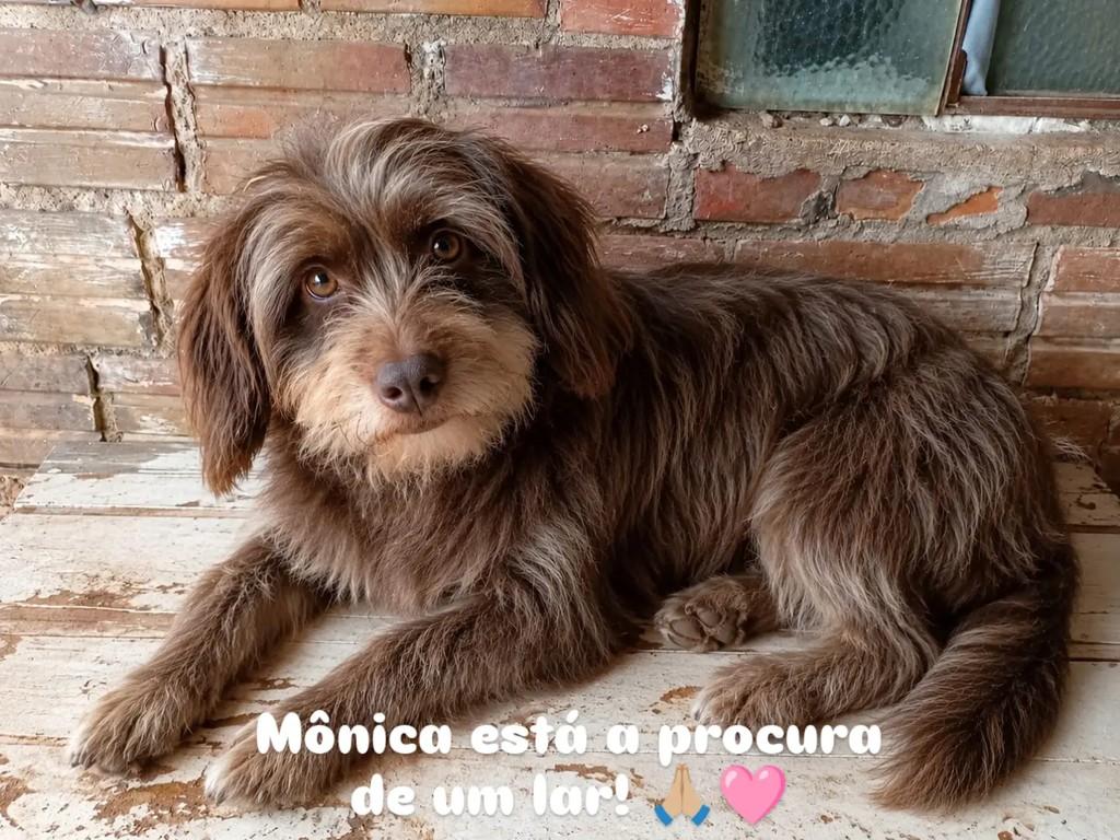 Mônica, cachorro de porte pequeno para adoção em Giruá - RS