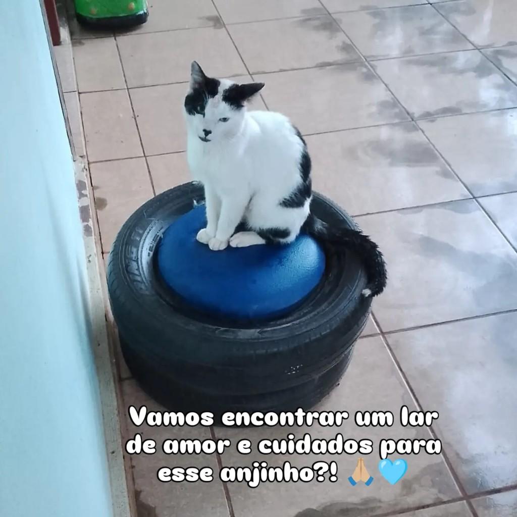 Tuti Tuti, gato de porte médio para adoção em Giruá - RS