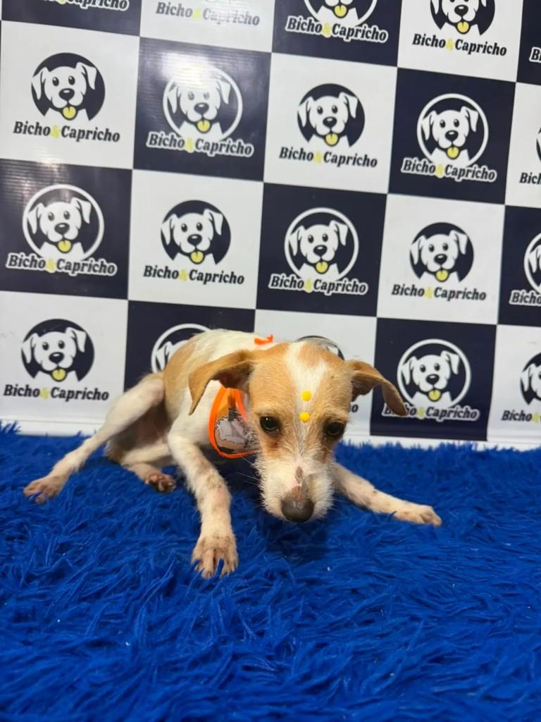 Dunguinha, cachorro de porte pequeno para adoção em Giruá - RS