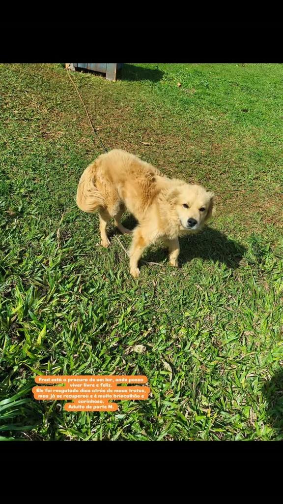 Fred, cachorro de porte médio para adoção em Giruá - RS