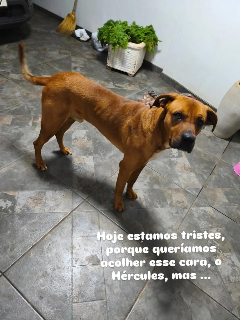 Hércules, cachorro de porte médio para adoção em Giruá - RS