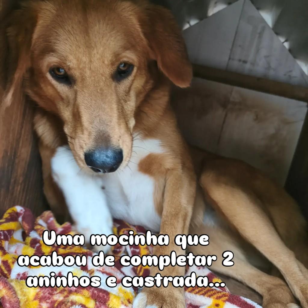 Cacau, cadela de porte médio para adoção em Giruá - RS