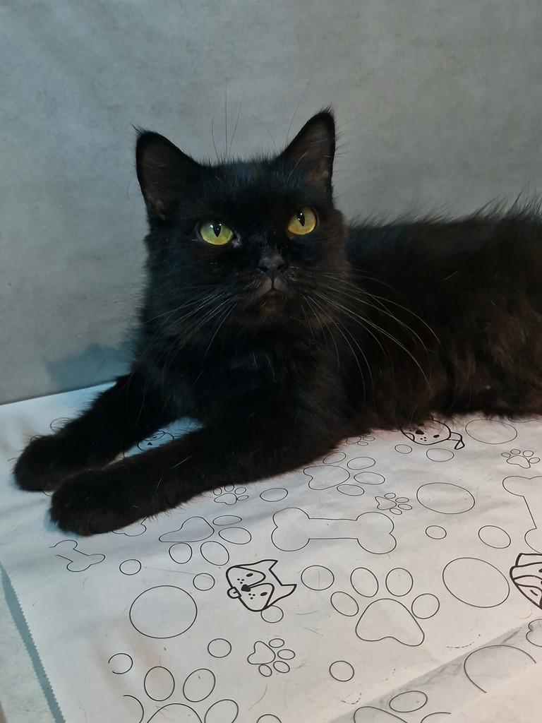 Puma, gata de porte grande para adoção em Natal - RN — foto 3 de 4