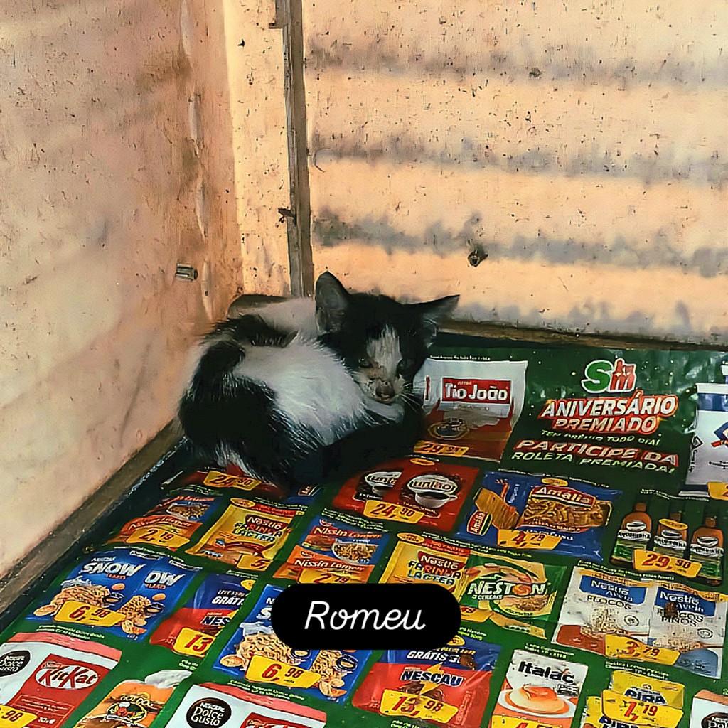 Romeu, gato de porte médio para adoção em Rio de Janeiro - RJ