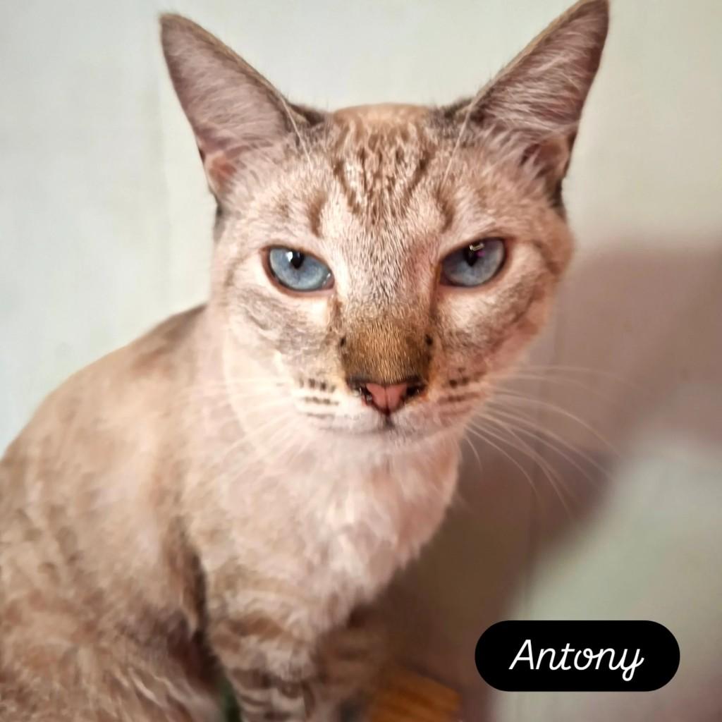 Antony, gato de porte médio para adoção em Rio de Janeiro - RJ