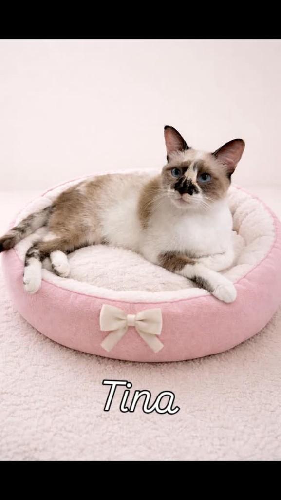 Tina, gata de porte pequeno para adoção em Rio de Janeiro - RJ