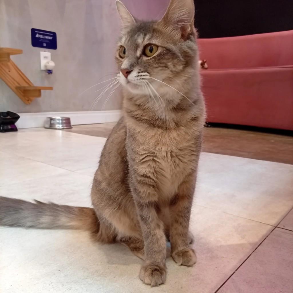 Serpentina, gata de porte pequeno para adoção em Rio de Janeiro - RJ