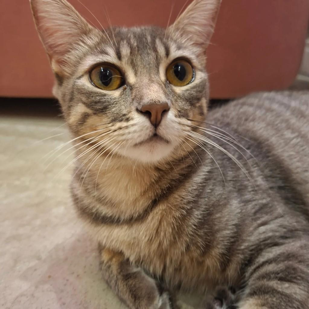 Anastácia, gata de porte pequeno para adoção em Rio de Janeiro - RJ