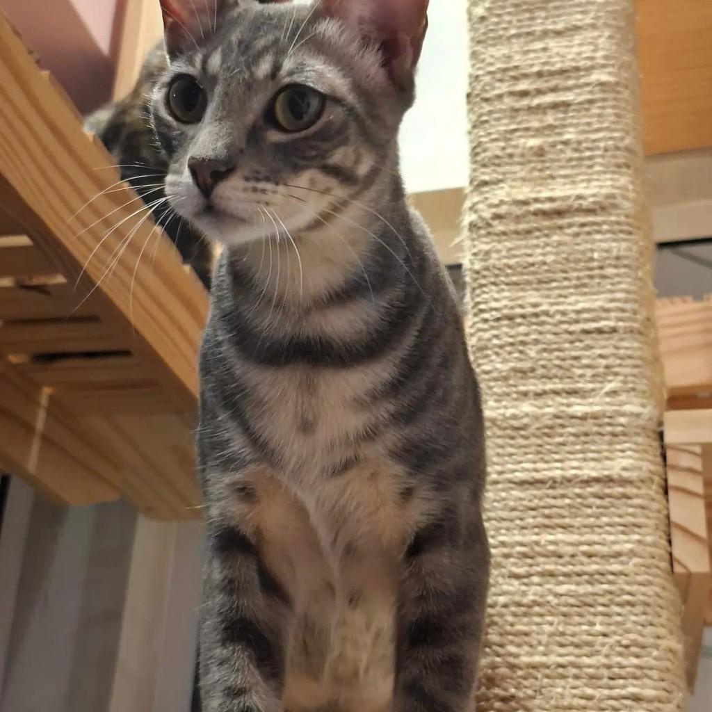 Artur, gato de porte médio para adoção em Rio de Janeiro - RJ