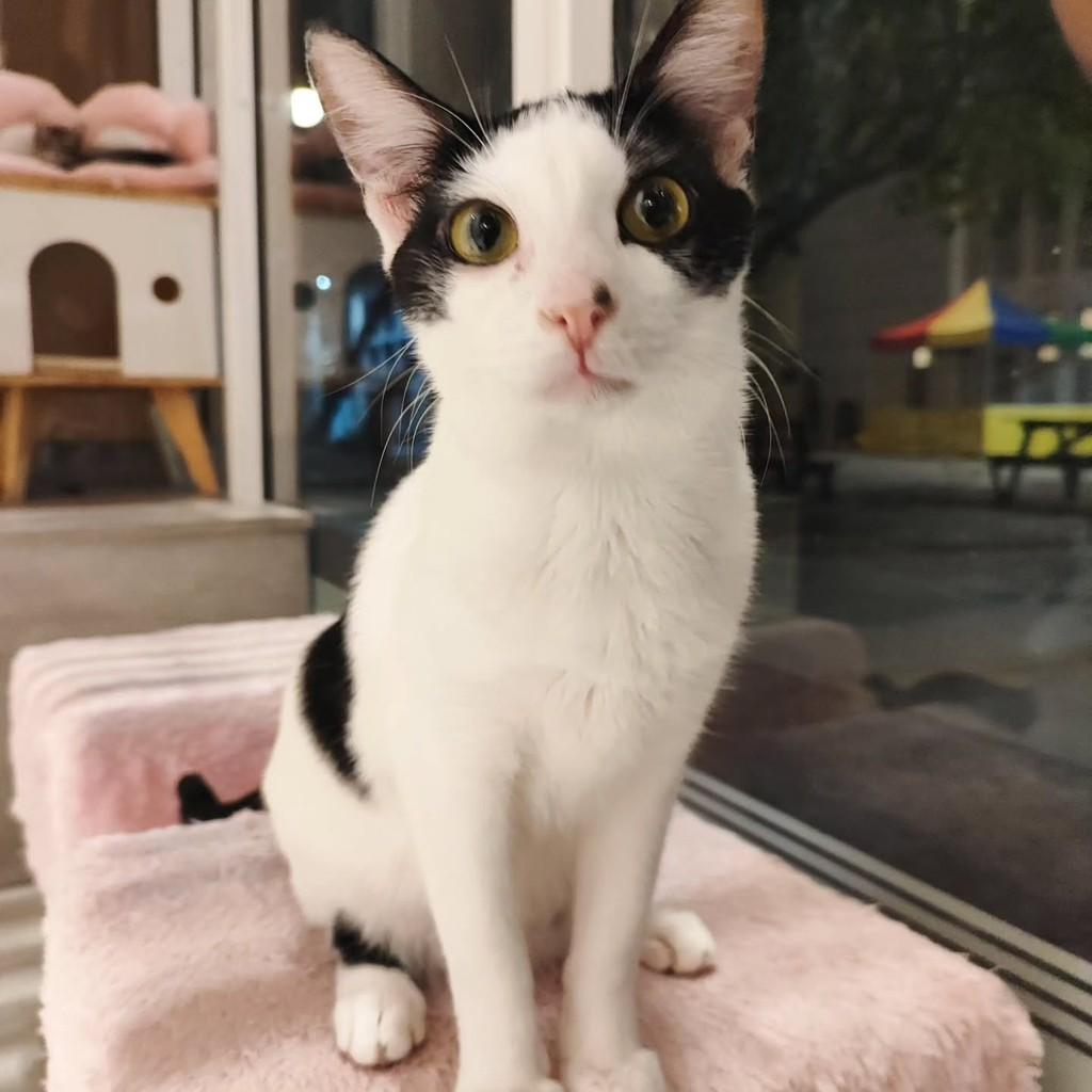Romeo, gato de porte médio para adoção em Rio de Janeiro - RJ