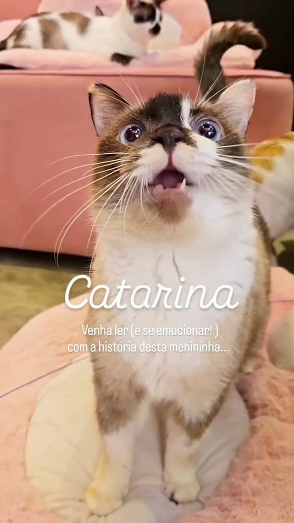 Catarina, gata de porte médio para adoção em Rio de Janeiro - RJ
