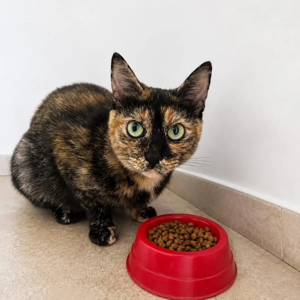 Magali, gata de porte pequeno para adoção em Rio de Janeiro - RJ