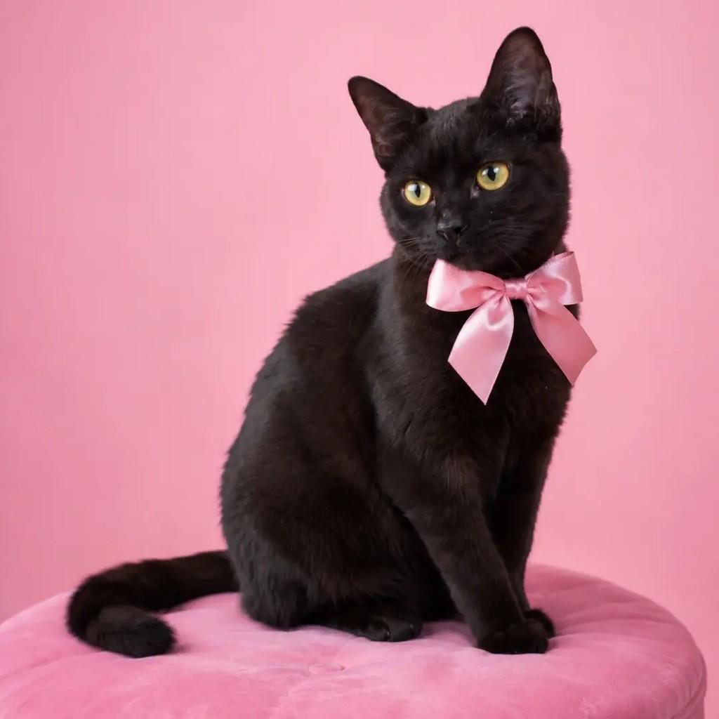 Nutella, gata de porte pequeno para adoção em Duque de Caxias - RJ