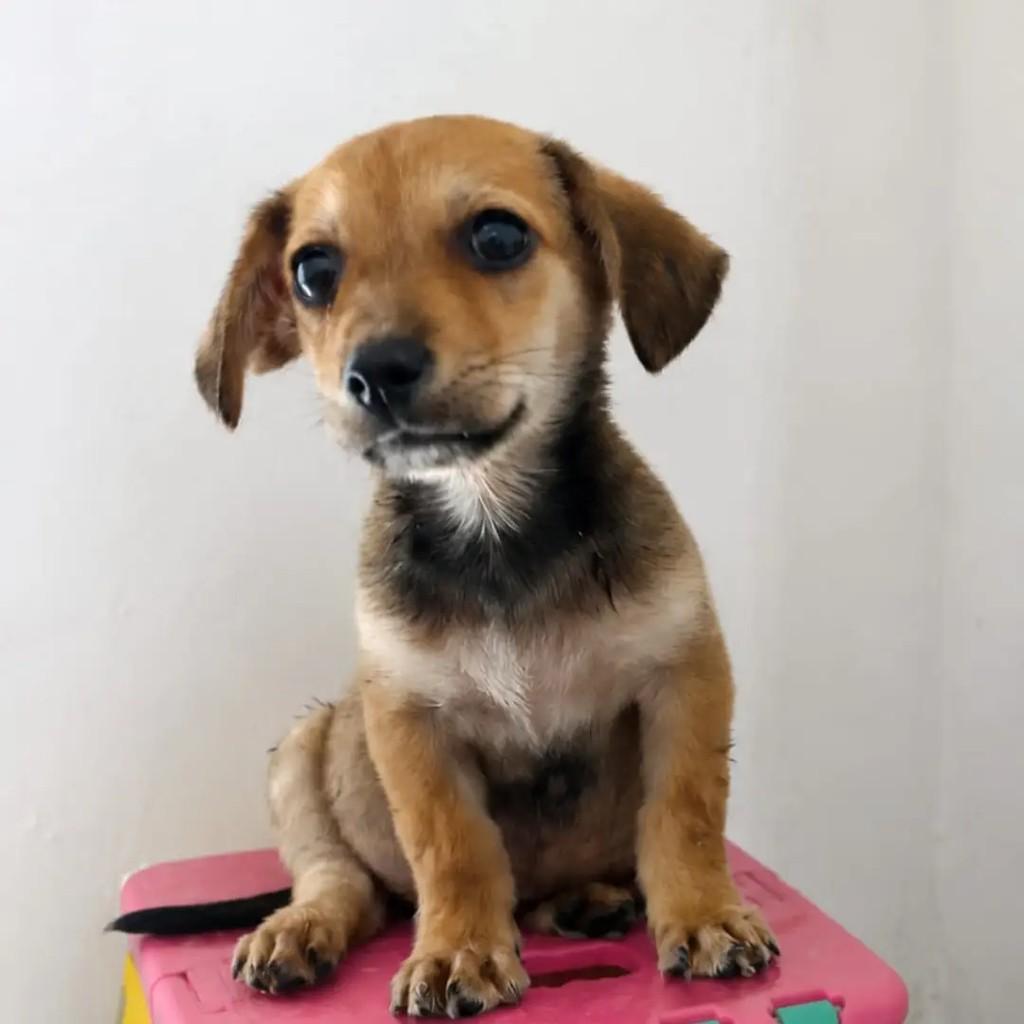 Nico, cachorro de porte pequeno para adoção em Rio de Janeiro - RJ