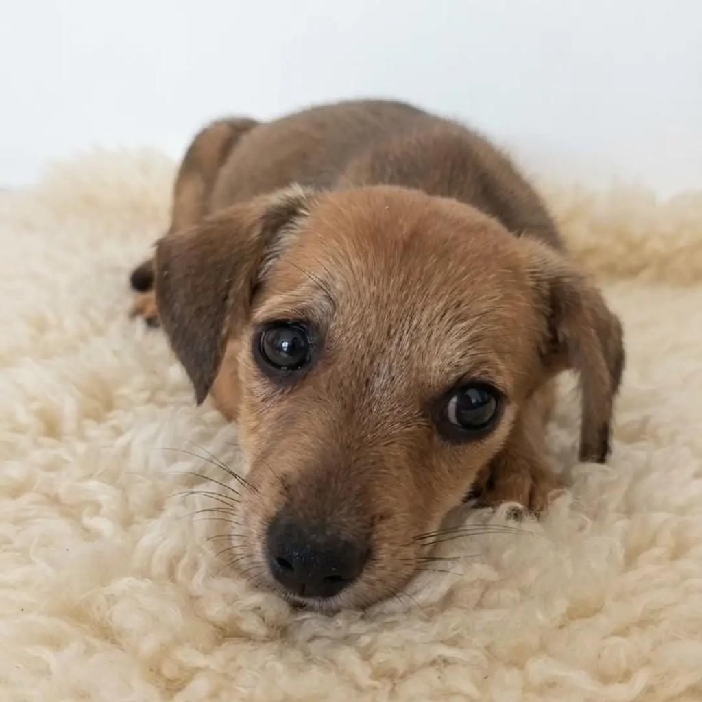 Nico, cachorro de porte pequeno para adoção em Rio de Janeiro - RJ — foto 2 de 2