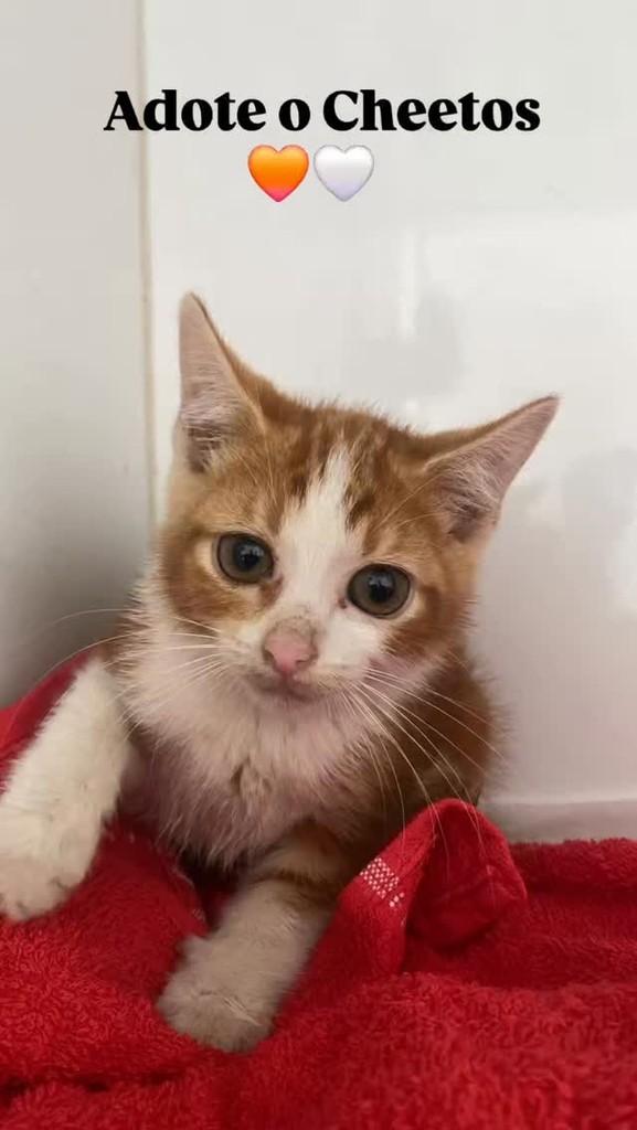 Bebezinho, gato de porte pequeno para adoção em Belo Horizonte - MG