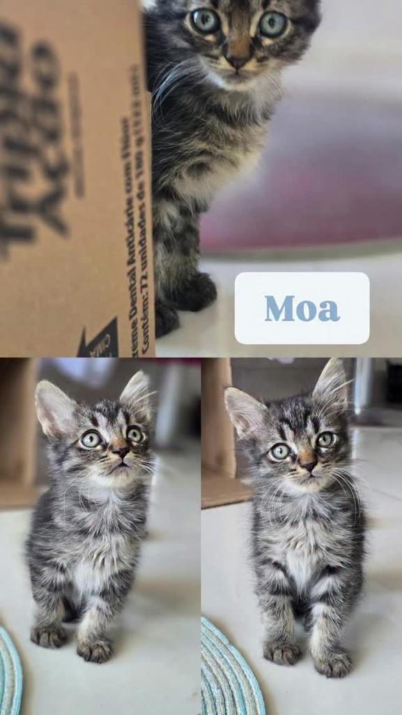 Moa, gato de porte pequeno para adoção em Belo Horizonte - MG