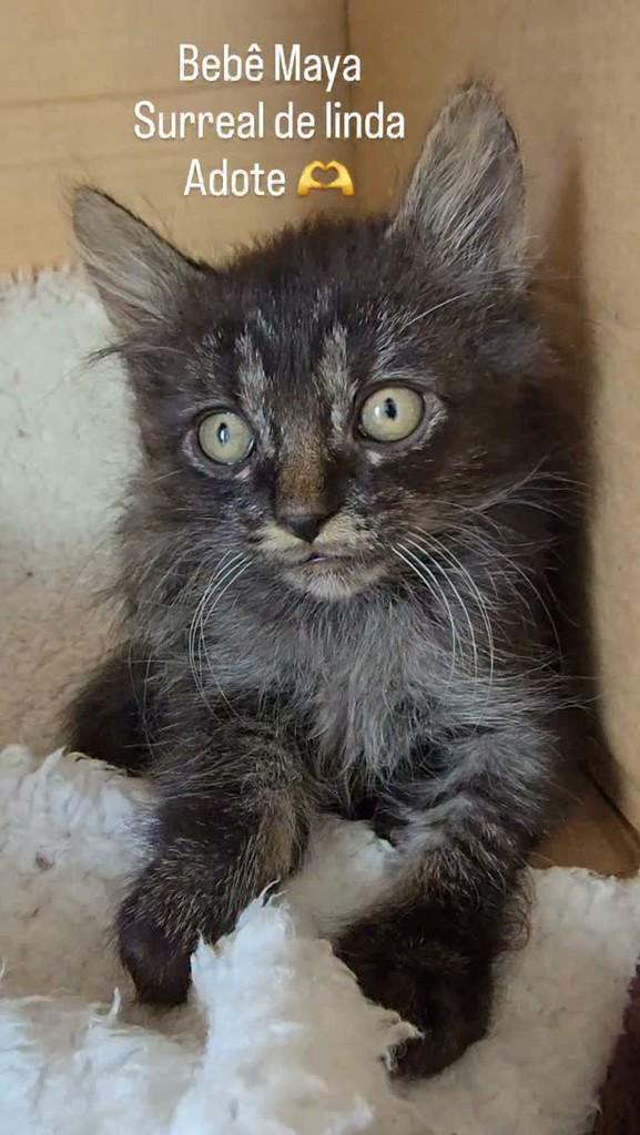 Maya, gata para adoção em Belo Horizonte - MG
