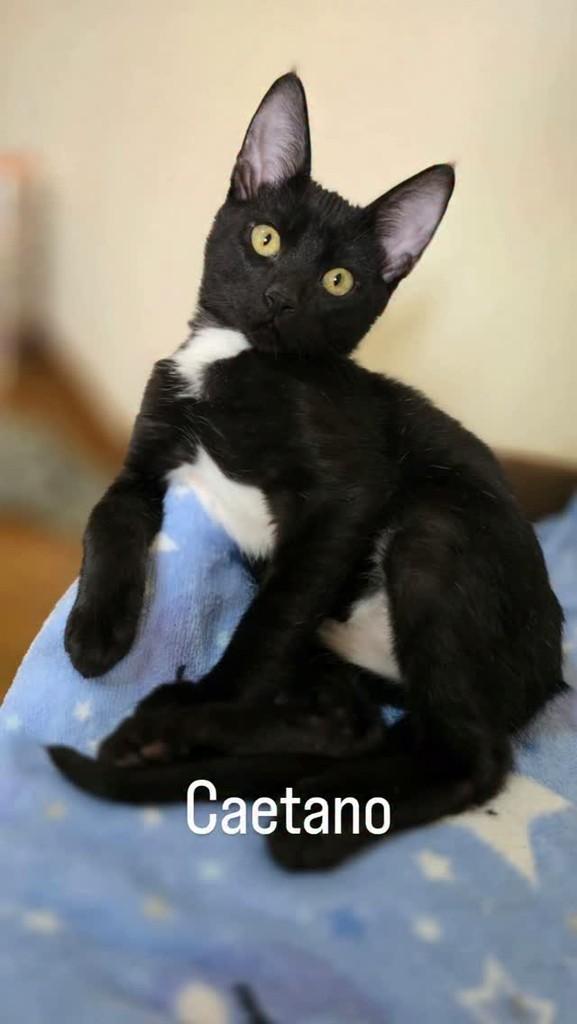 Caetano, gato de porte pequeno para adoção em Belo Horizonte - MG