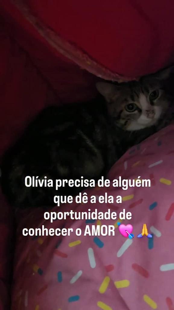 Olívia, gata de porte pequeno para adoção em Belo Horizonte - MG