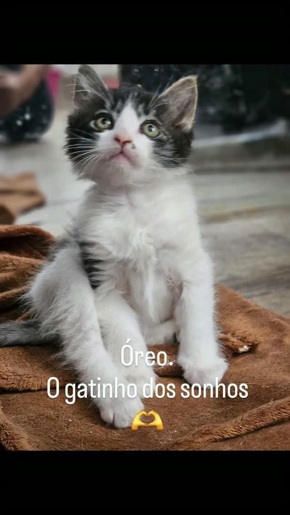 Óreo, gato de porte pequeno para adoção em Belo Horizonte - MG