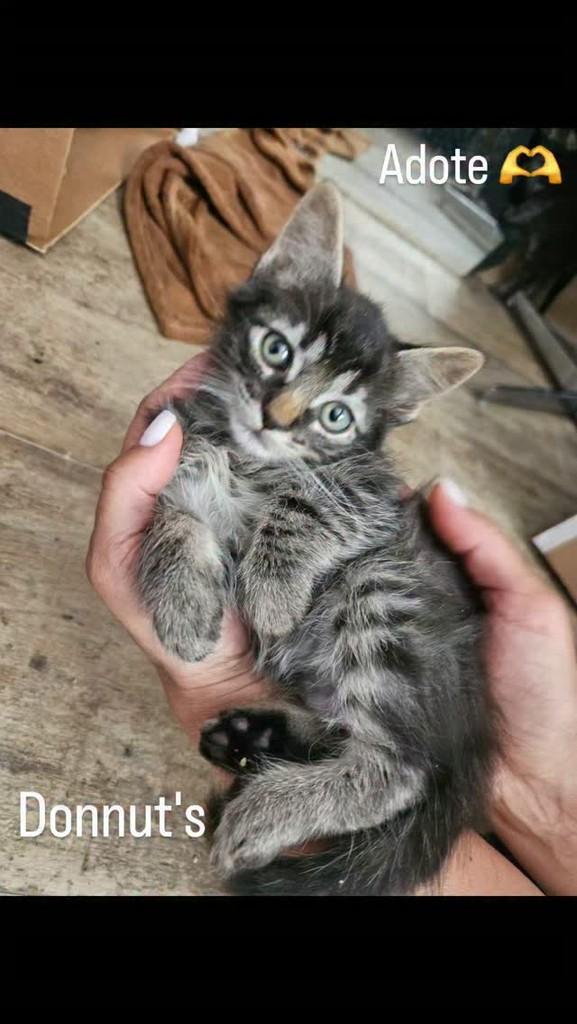 Donnuts, gato para adoção em Belo Horizonte - MG