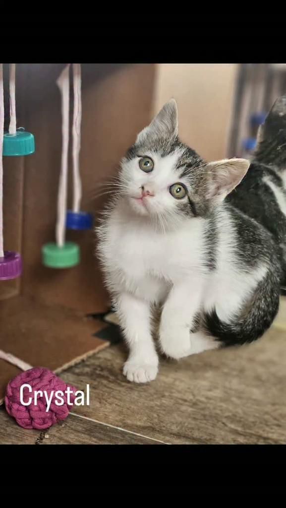 Crystal, gato de porte pequeno para adoção em Belo Horizonte - MG