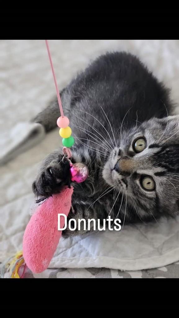 Donuuts, gato de porte pequeno para adoção em Belo Horizonte - MG