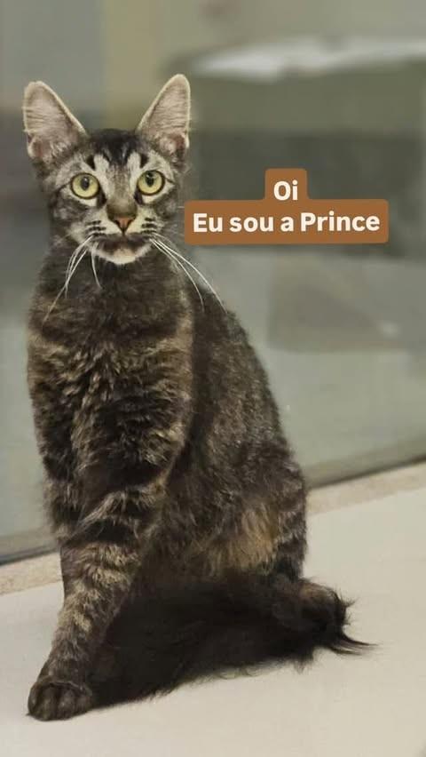 Prince, gata de porte médio para adoção em Belo Horizonte - MG