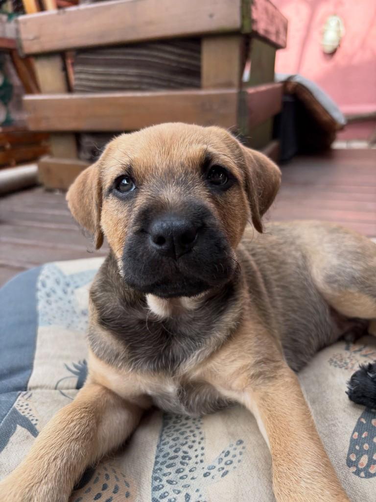 Léo, cachorro de porte médio para adoção em Florianópolis - SC