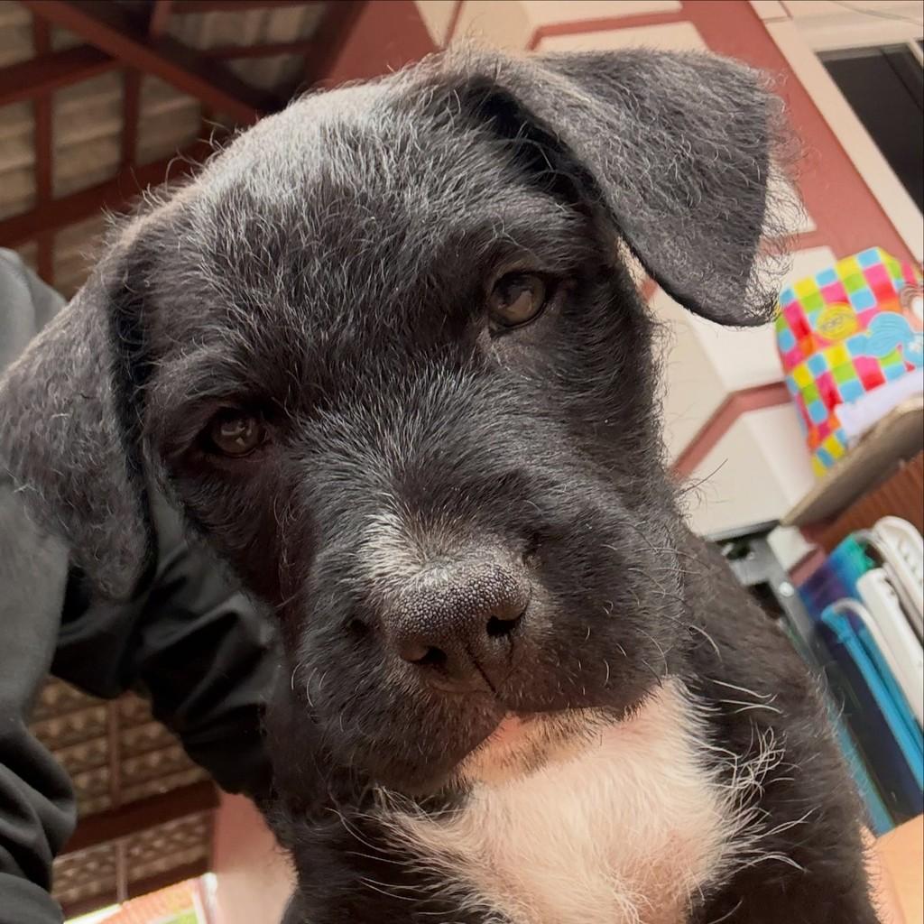 Vini, cachorro de porte médio para adoção em Florianópolis - SC